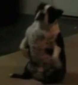 Dog Sits 'N Spins